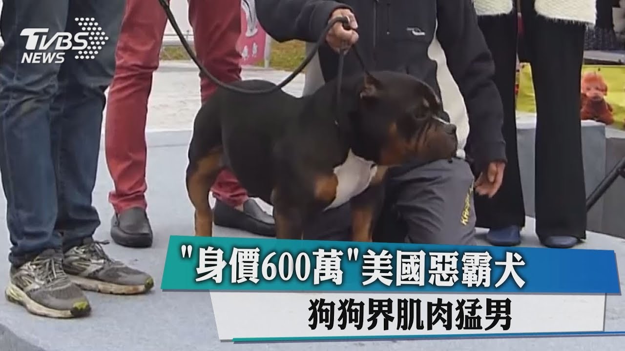 「身價600萬」美國惡霸犬 狗狗界肌肉猛男