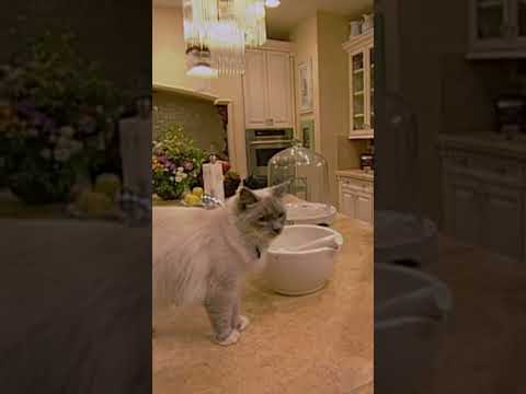 Ozzy Osbourne has too many cats…