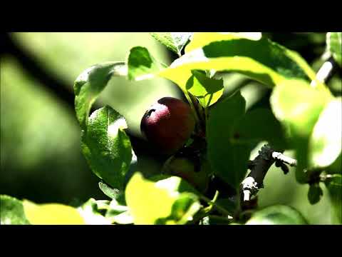 TAGWERK - Frühsommer auf dem Biohof Wimmer
