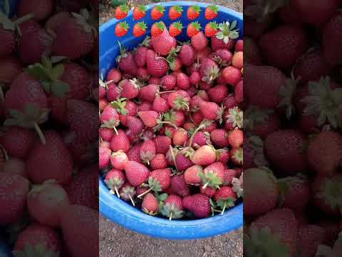 çilek fraise 🍓🍓