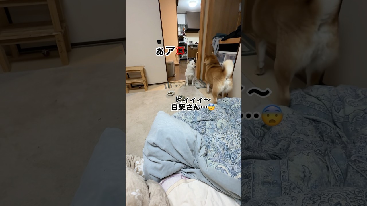犬の雑学‼️犬は自分の気持ちよりも飼主の指示を優先する事が出来る🎉#本当は赤柴を通したくなかった白柴#強行突破してマジ噛みされた事がある赤柴#うるさい赤柴にイライラの白柴#柴犬 #多頭飼い #dog