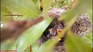 Download lagu INDUKAN PLECI MELOLOH ANAKNYA mp3