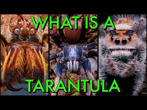 What's the DIFFERENCE Between Tarantulas & Spiders?