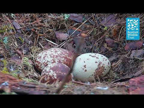 Time for a Wing Stretch and Pre-Hatching Egg Close Up - (Loch of the Lowes Osprey Webcam 2023)