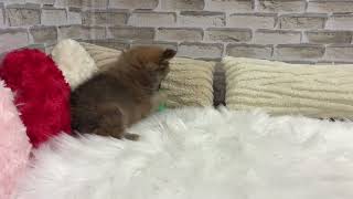 ハーフ犬の動画01