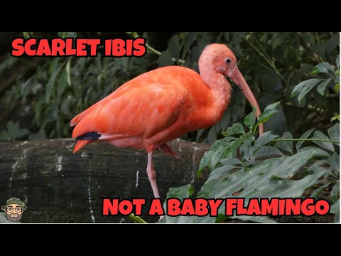 Ibis červený (Eudocimus ruber) — Scarlet Ibis úvod do druhu