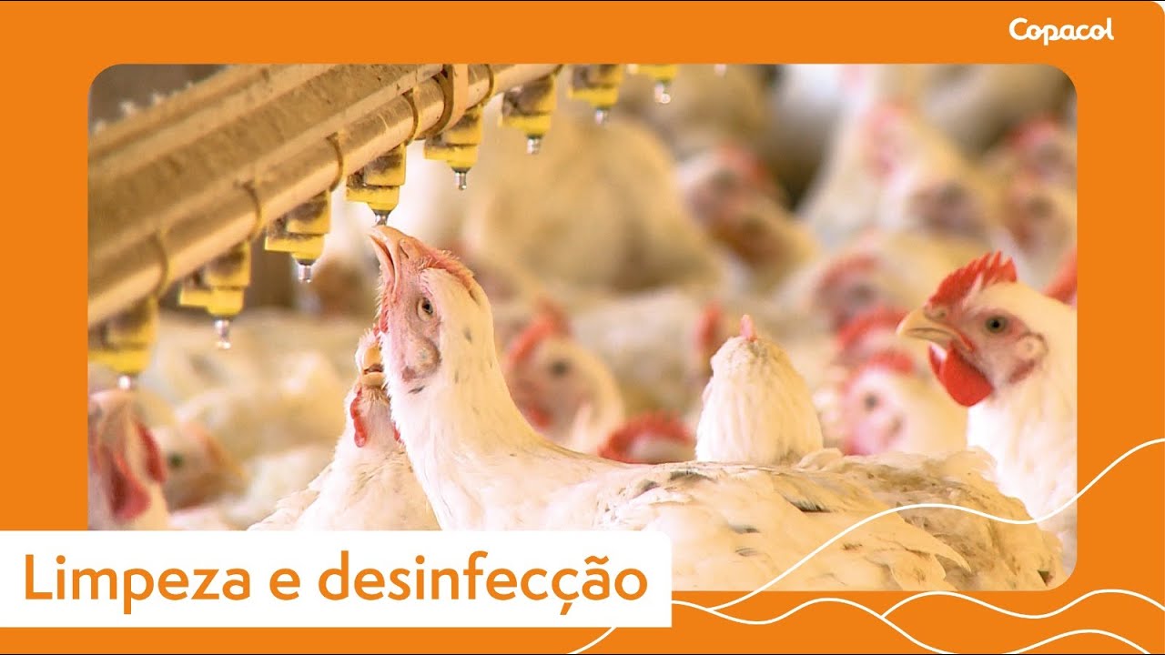 Dicas de biosseguridade para limpeza e desinfecção de aviários