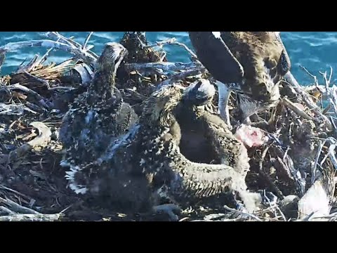 Port_Lincoln Osprey | Sibling rivalry | Big brother attack little one when mom feeding | 12.10.2021