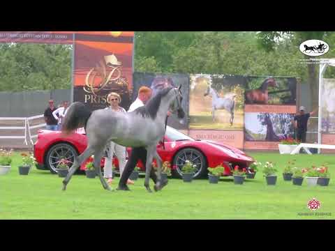 N 7 ZULEMA SCAH   Vesuvio Trophy 2022   International   Yearling Fillies Class 1B