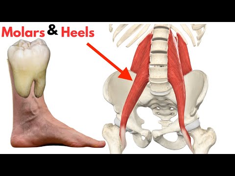 Human Movement: The Surprising Link Between Your Feet and Your Mouth!