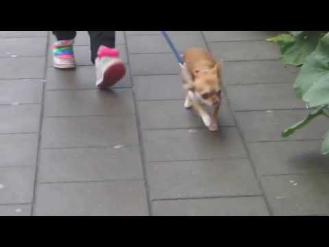 Les progres de pepsy