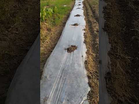 ジャガイモの準備: オプションの概要 植物