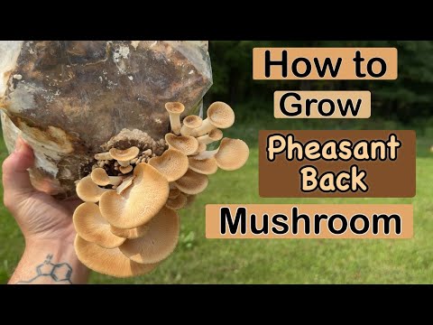 How to Clone and Grow Wild Pheasant Back Mushrooms!