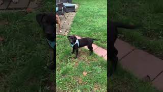Video preview image #1 Mutt Puppy For Sale in Germantown, OH, USA