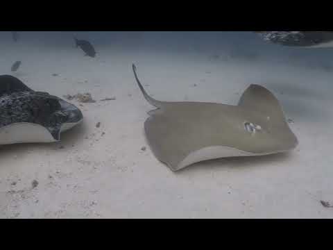 Maldive marzo 2024 Suvadiva