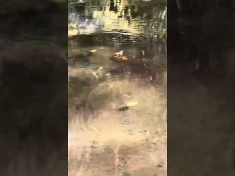 Video Thumbnail for Nature bathing #shinrinyoku #blueridgemountains