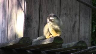 Black-capped Squirrel Monkey