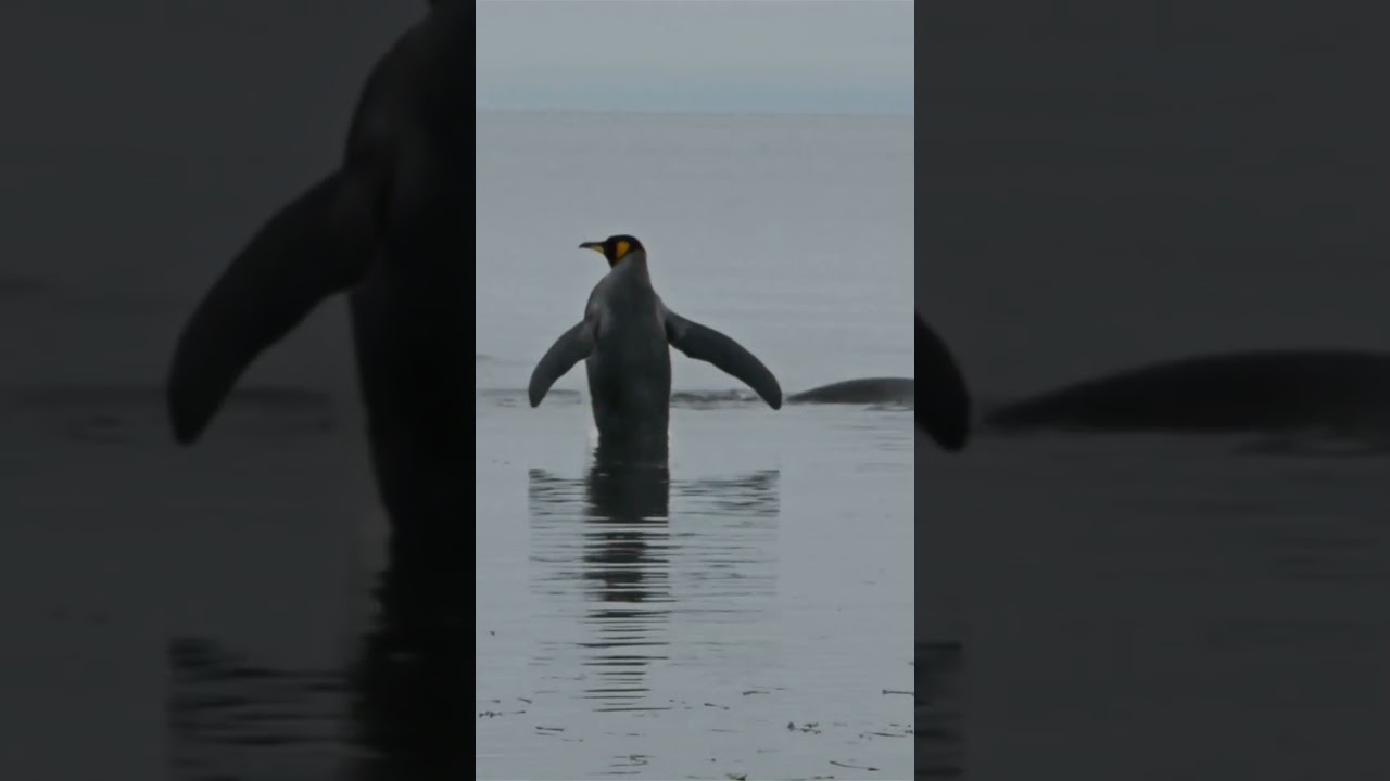 Why Emperor Penguins Are The Coolest Dads Ever