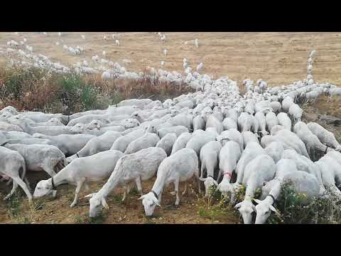 PECORA VALLE DEL BELICE