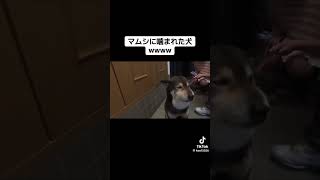 笑っちゃいけないけど、、w    #tiktok  #衝撃映像