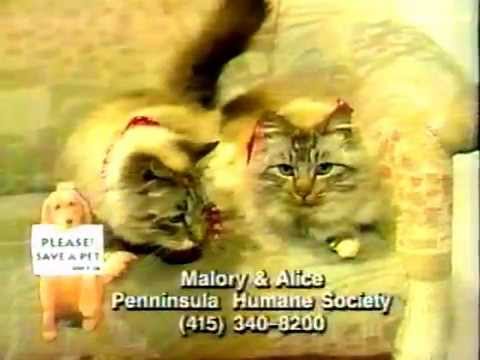 KOFY Cats Mallory and Alice 1994