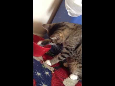Cat drinks water off paw