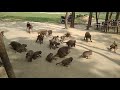 Monkey Funny Videos In Rabar Bagan Modhupur