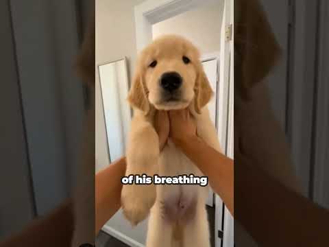 „Der Löwe, der uns beschützte“