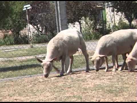 JOSIP CESLJAR PSS SENTA