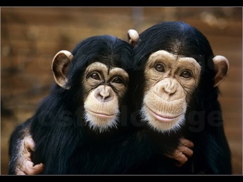 Im Königreich der Schimpansen (Doku)