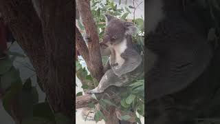 Koalas in Japan 🐨🇯🇵#koala #Japan