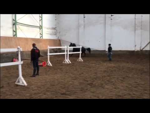 FOR SALE *2013 mare by La Calido (Lord Lancer-Calido I) - Quidam de Revel