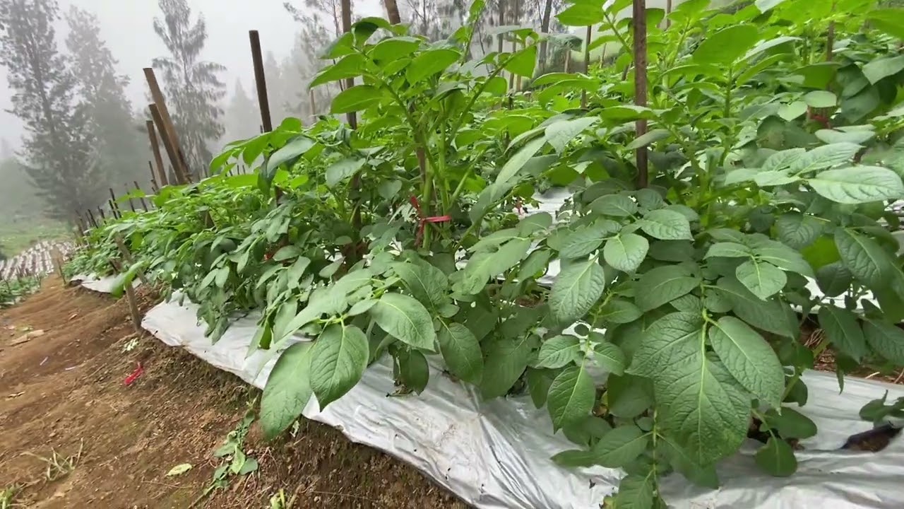 Mengatasi Tantangan yang Dihadapi oleh UMKM Desa Wonokitri, 13-17 Mei 2024