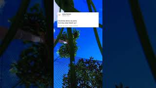 Download lagu Story'wa Quotes Twitter || Kata kata Twitter mp3