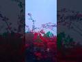 Haste Haste Kut Jaye Raste Song Shorts Shortvideo Youtubeshorts Reels