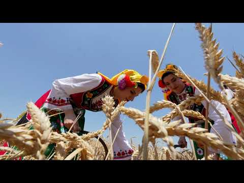 Национална асоциация на зърнопроизводителите даде старт на жътвена кампания