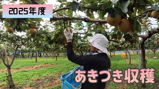 【収穫】2025年度あきづき収穫しました！【盈科】