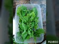 Translateng ENGLISH To ARABIC Of VEGETABLES