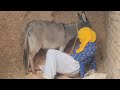My Donkey Video Donkeykong Mariosvsdonkeykong Animals Funny Donkey Animalhumor Funnyanimal