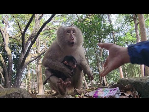 Today, Baby Astro didn't eat anything and I tried to help him return to his mother not success.