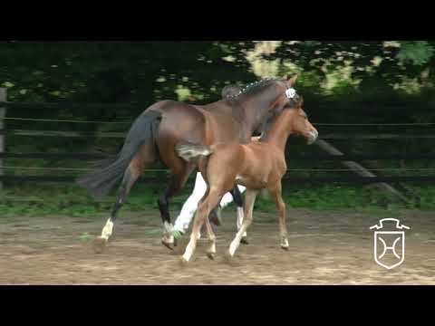 OH043CH Stutfohlen von Caplan - Lorentin I - Candillo (Fohlenchampionat)
