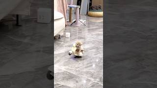 Download lagu Beginilah Tingkah Lucu Anak Kucing || Kucing Kecil Naik Motor mp3