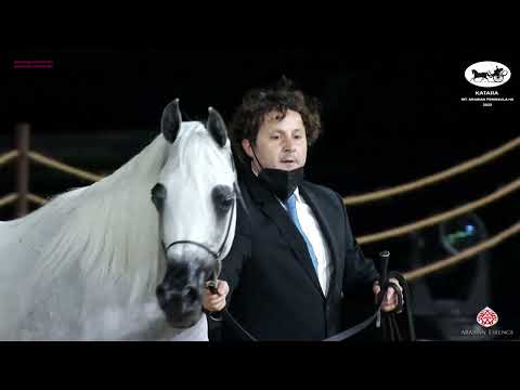 N 186 NARDENE AL NAIF   Katara Int  Arabian Peninsula Horse Show 2022   Mares 11 Years Old and Over