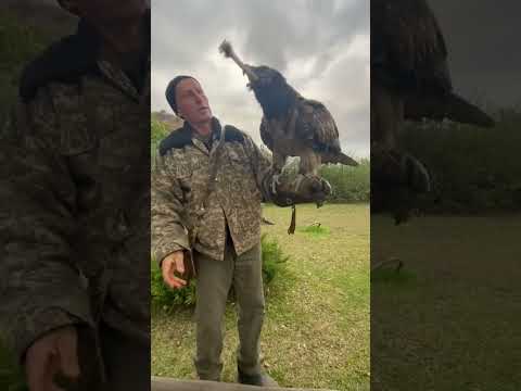 #Lammergeier / #bearded vulture