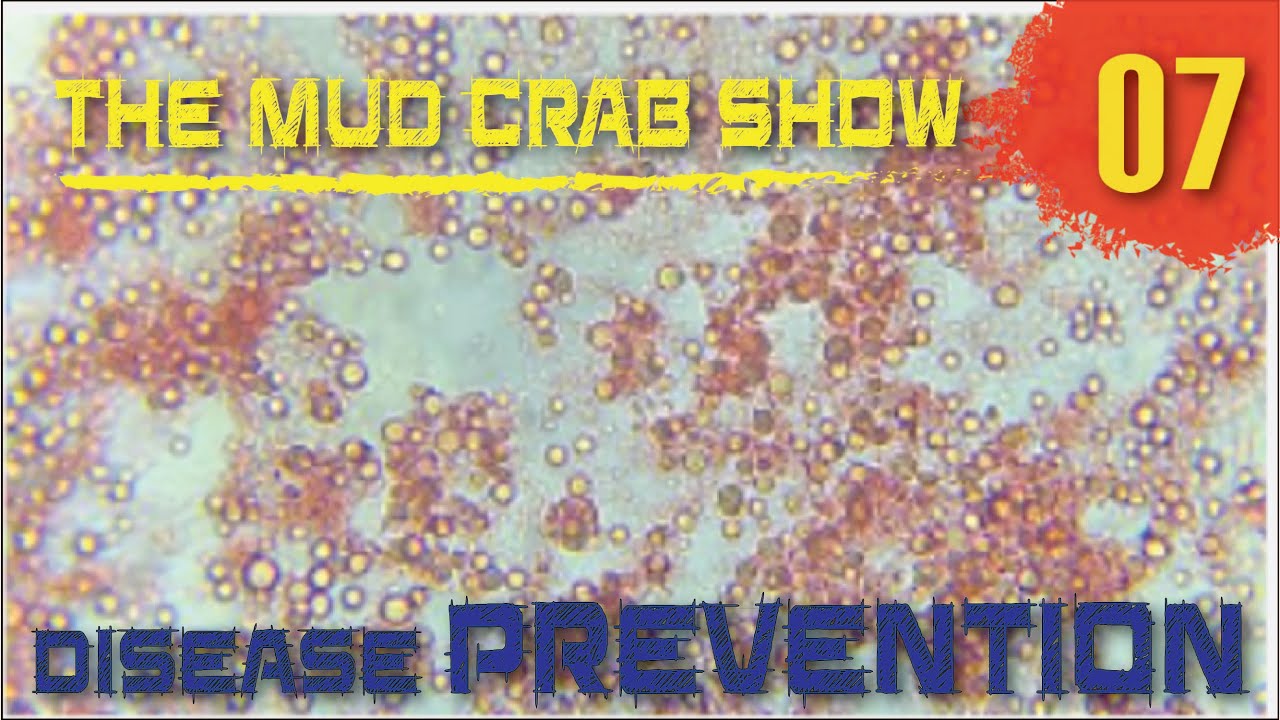 The MUD CRAB Show | Episode 07| Disease Prevention in Mud Crab Vertical Farming