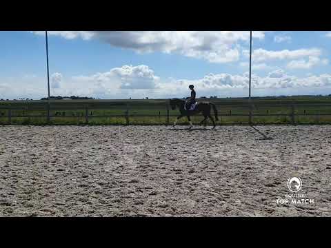6 yo Dressage childeren prospect for sale