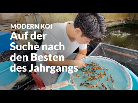2. Selection Showa / Ginrin Showa | Modern Koi Blog Japan #7703