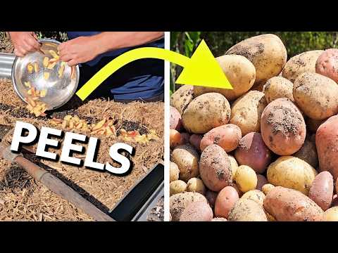 Don't Throw Away Potato Peels - Plant Them Instead!