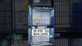 Download lagu ready stock kenari sf box 2025.BINTANG KENARI JOGJA mp3 Download lagu ready stock kenari sf box 2025.BINTANG KENARI JOGJA mp3