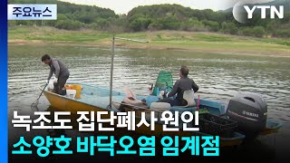 녹조도 붕어 집단폐사 원인...소양호 바닥오염 임계점 / YTN